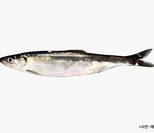 영양가 풍부한 5월 수산물 2가지