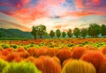 임진강 댑싸리정원 지역 관광명소 ‘우뚝’