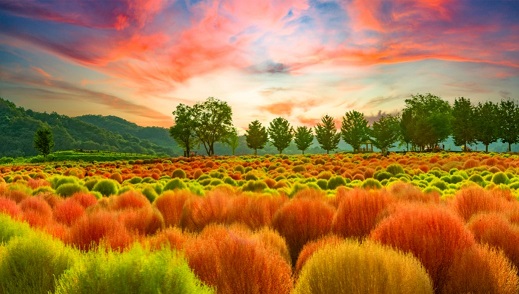 임진강 댑싸리정원 지역 관광명소 ‘우뚝’