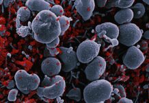 MZ세대, ‘마이크로바이옴’에 빠지다…장 속 균까지 관리한다 a bunch of red and white blood cells