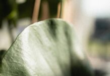 웰니스 문화, 삶의 질을 높이는 새로운 라이프스타일 트렌드 selective photography of green leaf